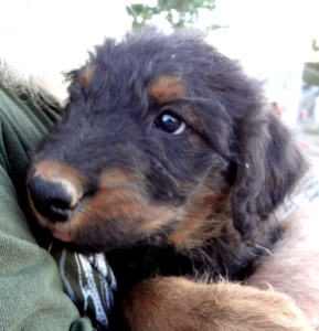 Mountain Airedale Terrier puppy