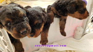 Airedale Terrier puppies - California Airedale Puppies 4 Weeks Old