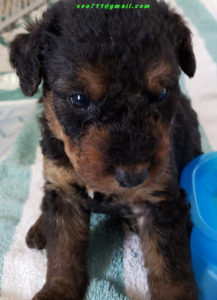 Airedale puppy