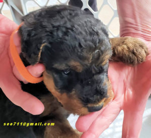 4 week old Airedale Terrier