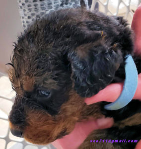 Airedale puppy