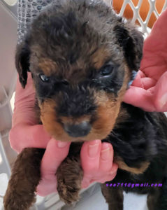 San Diego Airedale puppy