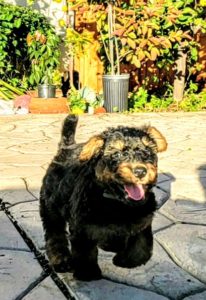 Eight week old Airedale Terrier puppies