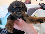 Male Airedale Puppy