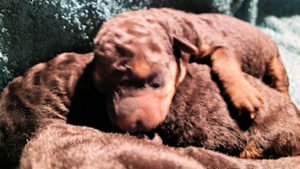 Airedale puppy for sale