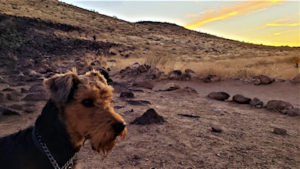 Arizona Oorang Airedale Terriers