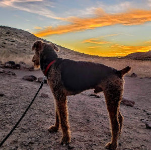 Mountain Airedale Terrier