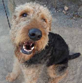 large breed airedale