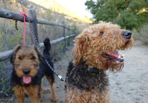 Mountain Airedales