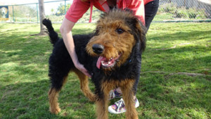 Oorang Airedale Terrier puppy   dog safety