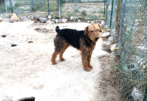 Mountain Airedale