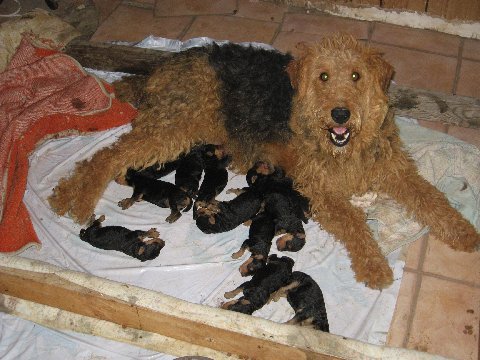 airedale puppies for sale near me
