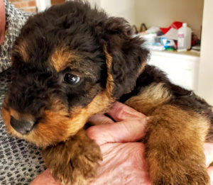 San Diego Airedale puppy