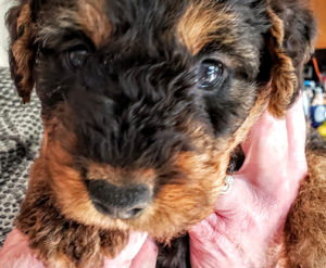 Airedale Terrier puppy