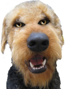 Oorang Airedale Terrier - Dog vs Intruder