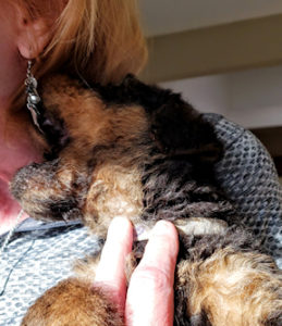 Airedale Terrier puppy