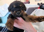 Airedale Terrier puppy