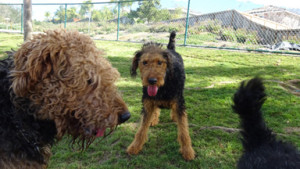 Oorang Airedales