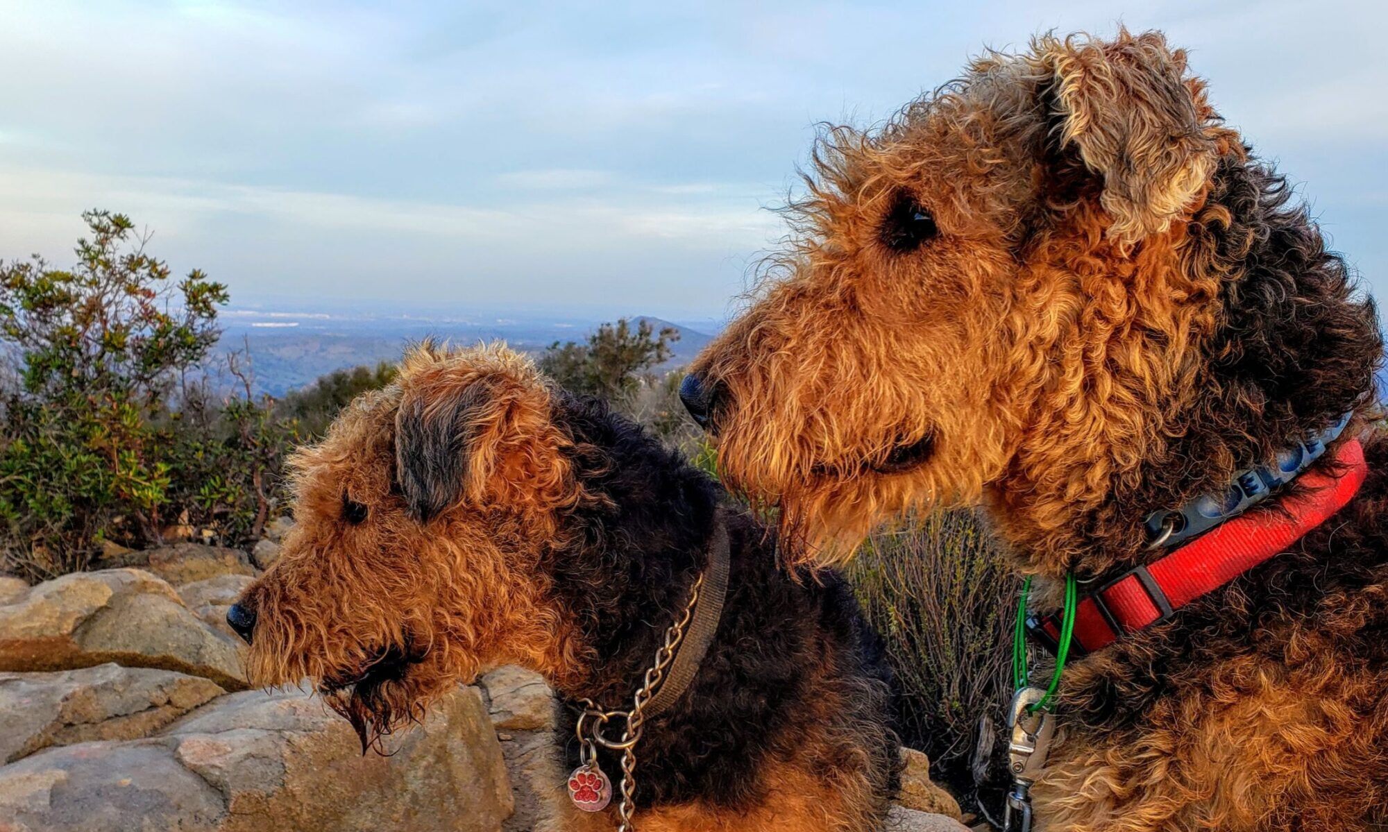 larger Airedale Terriers